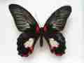 Papilio deiphobus deiphobus Gynandromorph (Internet Image property of respective owner, non-commercial use only)